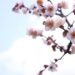 越谷梅林公園梅祭り2017の開花状況は？駐車場は？バーベキューは出来る？